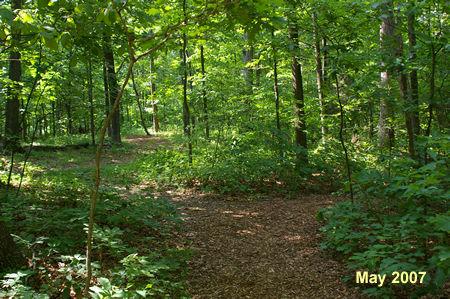 A side trail connects to a service road on the left. Stay right on the current trail.