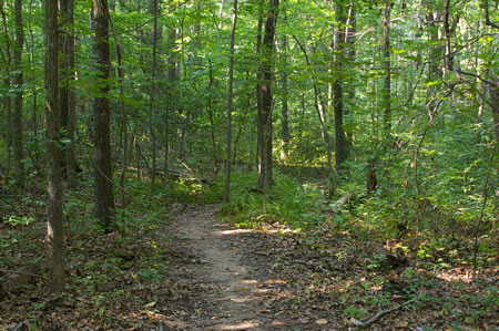 Notice the ferns as the trail follows the creek on the right.