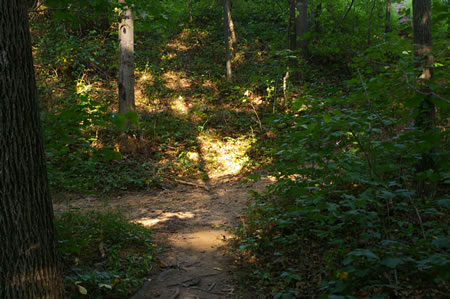 Turn right onto the intersecting tail at the top of the hill.