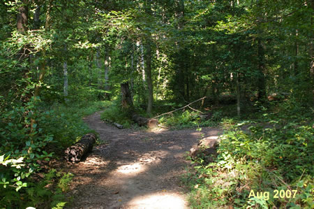 Turn right at the next intersection with a wide trail.