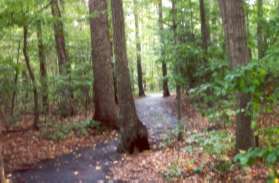 The path re-enters the woods to the right.