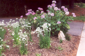 This flower garden is at the end of the sidewalk.  Cross to the other sidewalk if you haven't already and continue in the same direction.