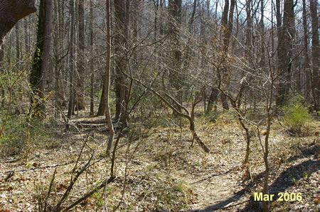 This is a view of the trail leading to the Old Carriage Rd.  If you don't look closely for it you won't see it.  Stay straight on the Difficult Run Trail which is quite visible here.