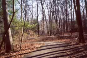 The trail reaches Steeplechase Dr and turns left.