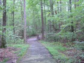 After a short distance the trail crosses a stream and goes up a short hill.