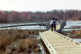 The boardwalk rises at this point for a better view.