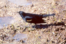 The red-winged blackbird frequents this area.