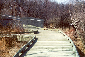 After a short distance the boardwalk reappears. Stay to the right at the next boardwalk intersection.