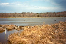 This is the edge of a beaver dam responsible for the wetlands.  It extends over 400 feet from this point.