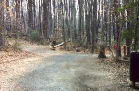 Just after the bridge a trail intersects from the left from Ravenel La. Stay on the current trail to the right.