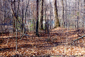 The path climbs a hill and turns left. The path to the right (shown) leads to Dressage Dr. Stay on the current path to the left.