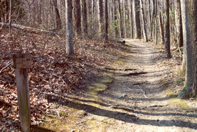 After a short distance the trail turns to the left. Do not turn at the sign shown.