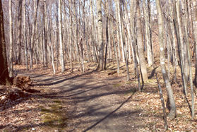 A trail intersects on the right. Stay to the left.