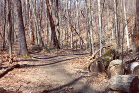 Another trail branches to the right. Stay to the left.