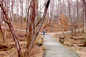 After crossing the bridge at the next trail intersection turn left.