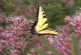 This butterfly was spotted snacking in the meadow.