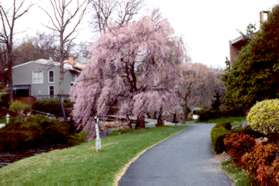 Turn right after reaching the end of the plaza and follow the asphalt path. Notice the beautiful gardens along this path.