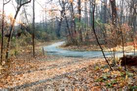 The dirt trail joins an asphalt trail.  Continue straight on the asphalt trail.