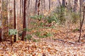 After a very short distance turn left at the wildflower trail sign.  Use either mulched trail at the sign.