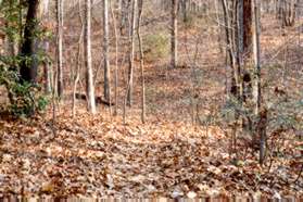 Turn right at the next natural surface trail and cross the gully.