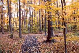 Turn right at the next asphalt trail intersection to continue following the creek.