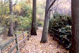 Turn right onto the mulched trail where the asphalt trail turns left.