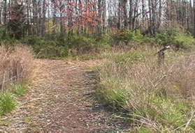 Turn right at the next mulched trail intersection.