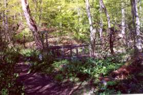 The trail turns to the left and then to the right to cross a bridge.