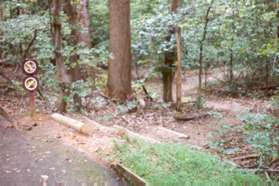 Turn right onto the first path and walk down the wooden steps shown.