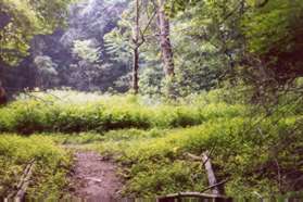 After a short distance the path leads into a meadow and intersects with an old driveway.