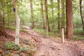 Almost immediately turn left onto the intersecting trail.