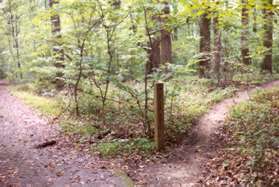 Almost immediately turn right onto the intersecting natural path.  The paved trail is actually the remains of a driveway.