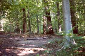 Turn right at the next trail intersection to continue on the Uplands Trail.