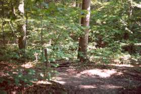 At the next trail intersection turn left to continue on the Uplands Trail.