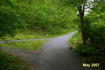 A trail intersects from the left. Continue straight on the present trail.