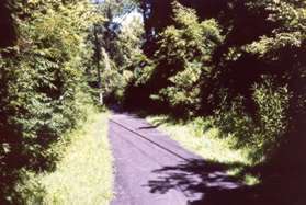 The trail remains level as it continues through the woods.