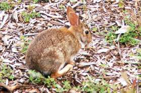 This rabbit thinks it won't be seen if it stays still.