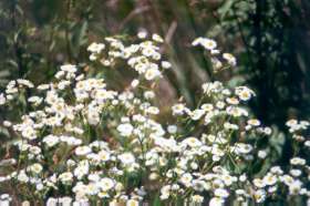 Common Fleabane