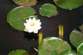 Fragrant Water Lily