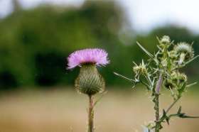 Bull Thistle