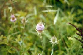 Teasel