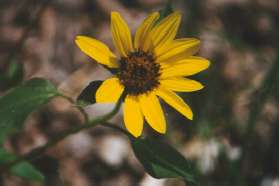 Black-eyed Susan