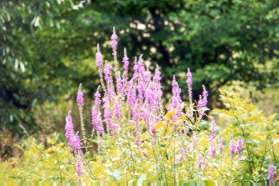 Purple Loosestrife