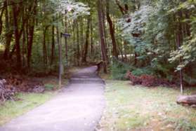 Turn right onto the next trail and follow the creek on the right.