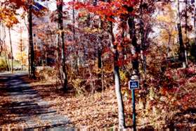 Turn right onto the wide asphalt path leading through the trees.  The sign next to it says "Pet walk".