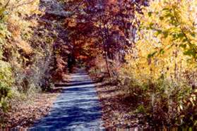 The path cuts through the trees as it climbs the hill.