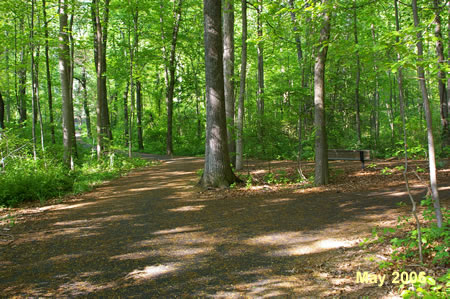 Near the bottom of the hill the trail splits. Take the trail to the left.