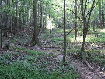 The trail turns left to follow the stream.  The trail is muddy in spots here.