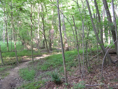 The trail turns right to climb a hill up to a dam.