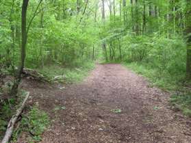 Pass an informal trail leading to the left. Notice there is no trail direction sign at this intersection.